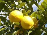 C�mo cuidar los citrus en invierno